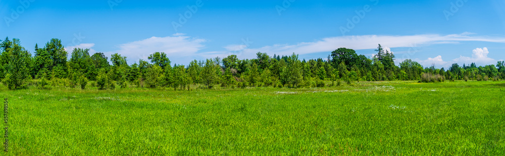 Pure meadow and forest Pure meadow and forest