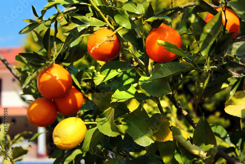 Fresh ripe oranges at wintertime in an orchard near Olympos mountain in Antalya region of Mediterranean coast of Turkey