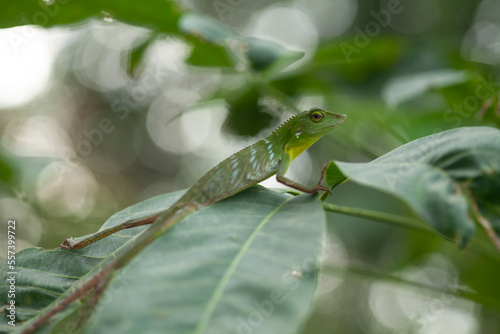 Green Reptile In Trees