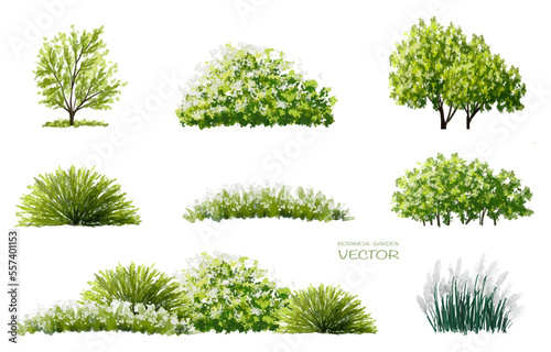 Vector watercolor of tree side view isolated on white background for landscape and architecture drawing, elements for environment and garden, painting botanical for section and elevation