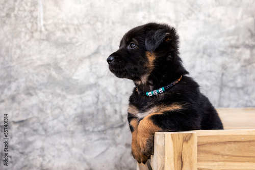 Black puppy with brown legs standing in wooden crate with a lovely and pitiful face with a loft style wall background and copy space.