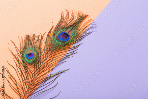 peacock feather on pastel color paper background background