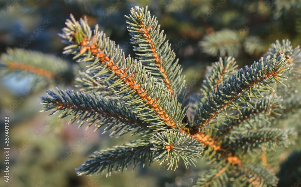 Growing Christmas trees.