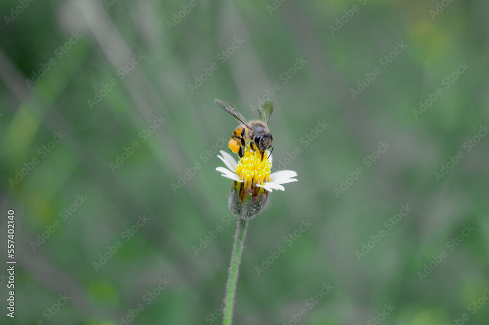 Flying honey bee collecting pollen at yellow flower. Bee flying over the yellow flower in blur background Flying honey bee collecting pollen at yellow flower. Bee flying over the yellow flower in blur background