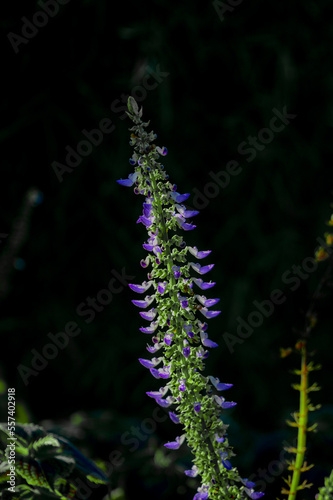 A beautiful plant with small purple flowers and green leaves in the garden, can be used as a background