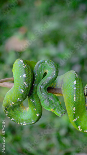 Part of Green Tree Python body