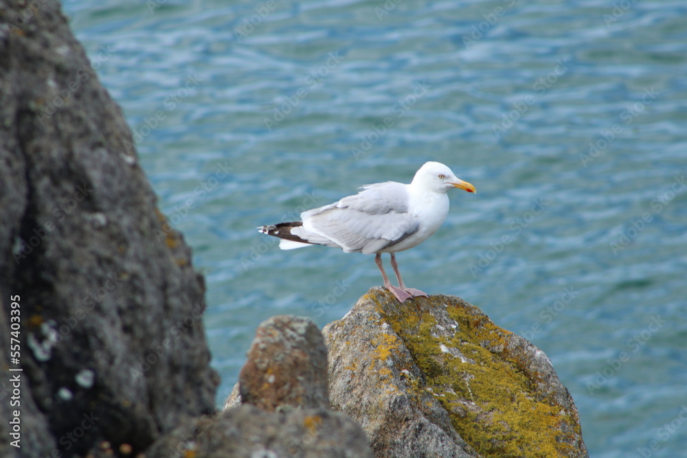 seagull lay on a rock