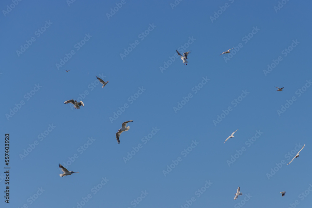 Flock of Seagulls flying on blue sky background