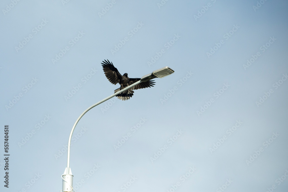 Crows on pole. Black raven sits on lamppost. Bird in flight. Crows on pole. Black raven sits on lamppost. Bird in flight.