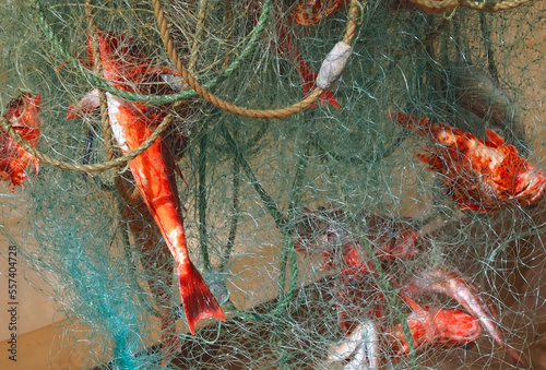 Fish caught in a fisher net photo