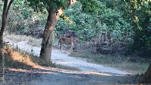 Tiger was sighted going into the bushes in the forest of Jim Corbett national park, Uttarakhand  photo