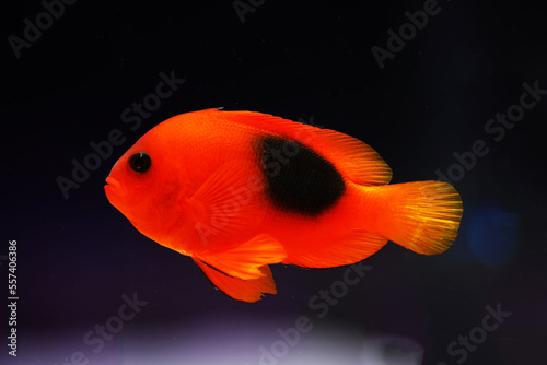 Fire clownfish or Anemonefish (Amphiprion ephipphium) in Black background photo