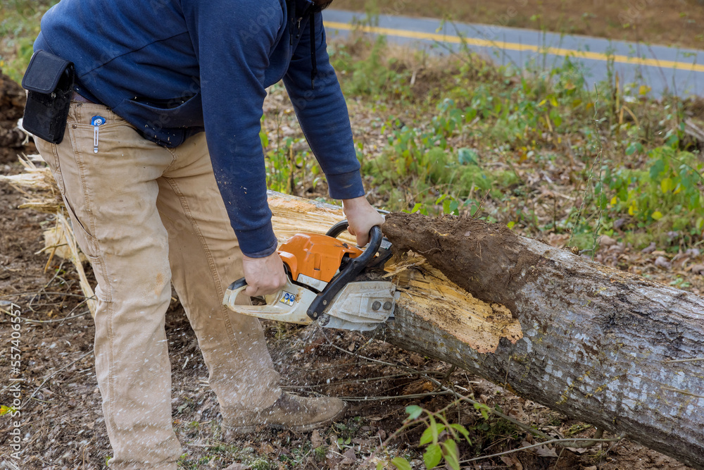 Worker sawing trees after hurricane tree fell down during thunderstorm Worker sawing trees after hurricane tree fell down during thunderstorm