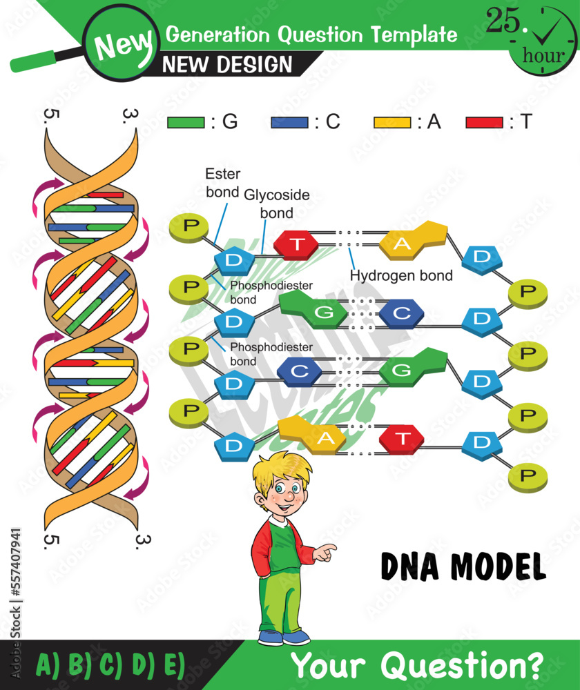 Biology, DNA helix, DNA replication, next generation question template ...