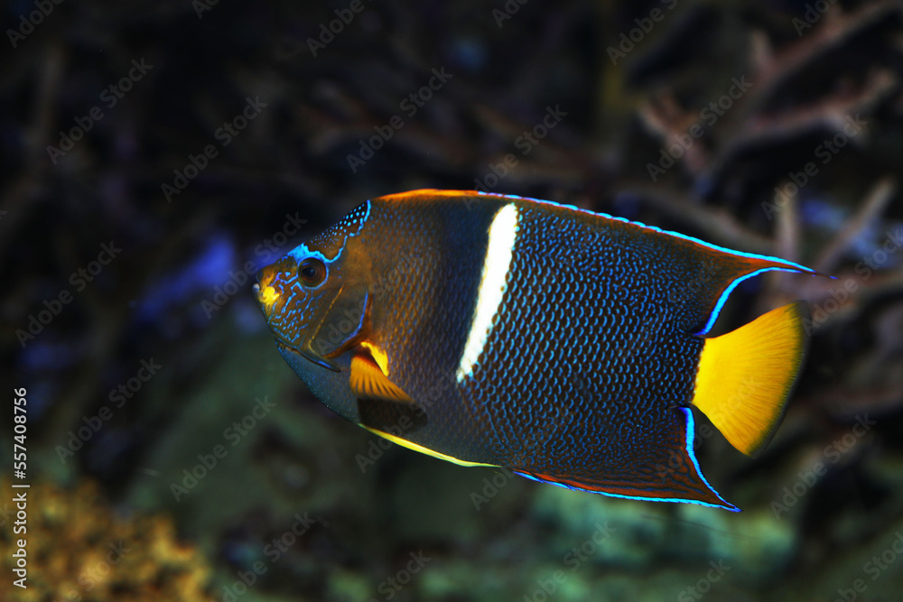 King Angelfish (Holacanthus passer) in aquarium King Angelfish (Holacanthus passer) in aquarium