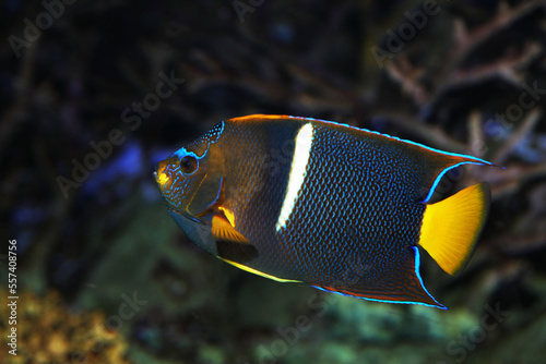 King Angelfish (Holacanthus passer) in aquarium