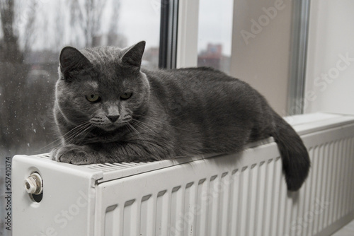 A gray fluffy cat lies and warms itself on a white hot radiator. heating season