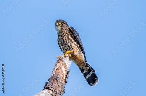 A merlin perched on a tree branch in Florida.