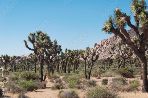 joshua tree national park california yucca palms