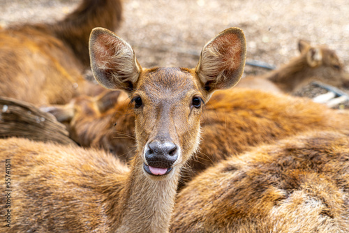 Herd of Samba Deer Close up Low Level Portrait