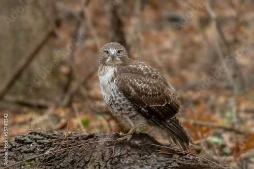 A Red-shouldered Hawk (Buteo lineatus) perched on a downed tree in a forest standing over its prey, a dead squirrel.