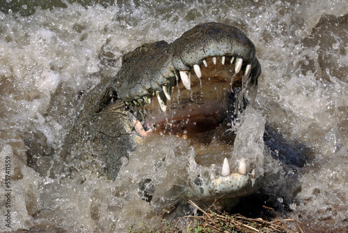 Aggressive Big male Nile crocodile on the Zambezi River