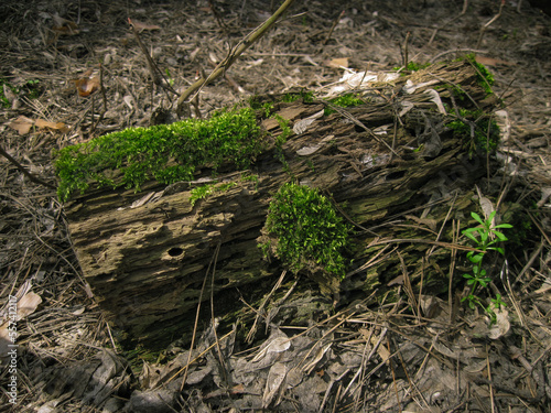 Green moss on log at forest