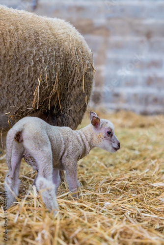 Petit agneau de quelques jours sur ses pattes dans la paille photo