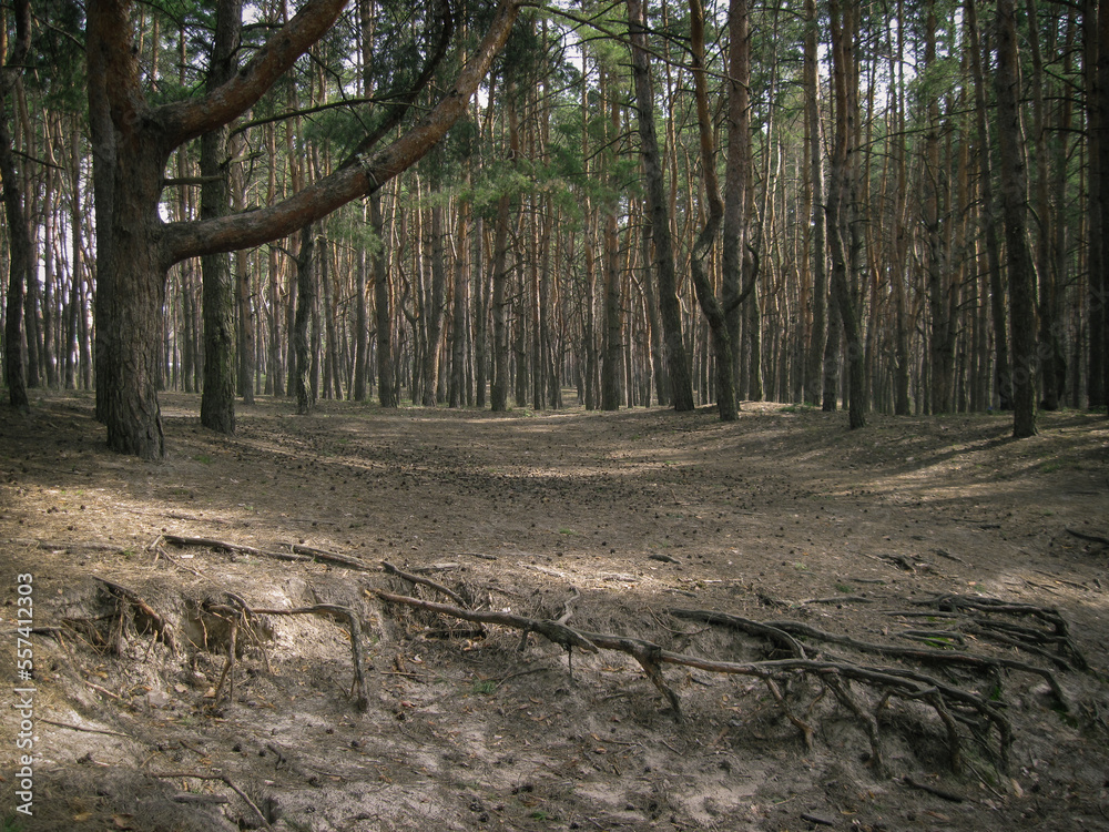 Obraz premium Landscape of evergreen spruce trees at forest with roots at path