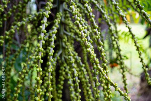 Mayang Tree fruit, Mayang pinang, Arenga pinnata, used to produce Sopi
 photo
