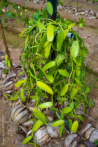 Vanilla Pod plants growing in Nursery Greenhouse