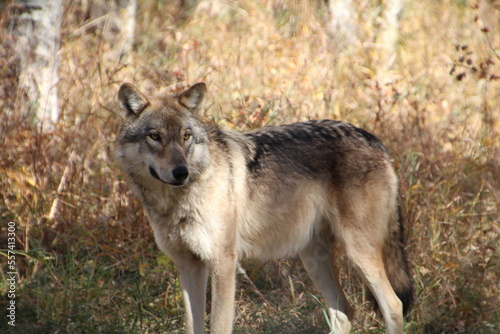 wolf in the forest