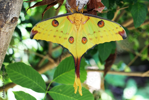Madagacar Moon moth female © michael luckett