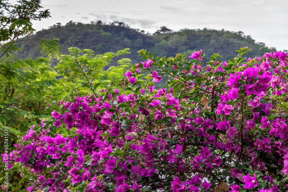 Beautiful plant full of small pink flowers with mountain and vegetation blurred in the background