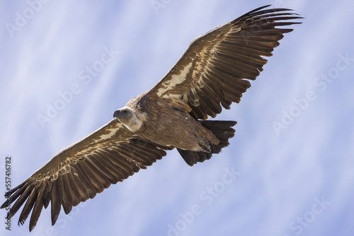 Griffon vulture in flight at Cairo rock  near Remuzat  Provence