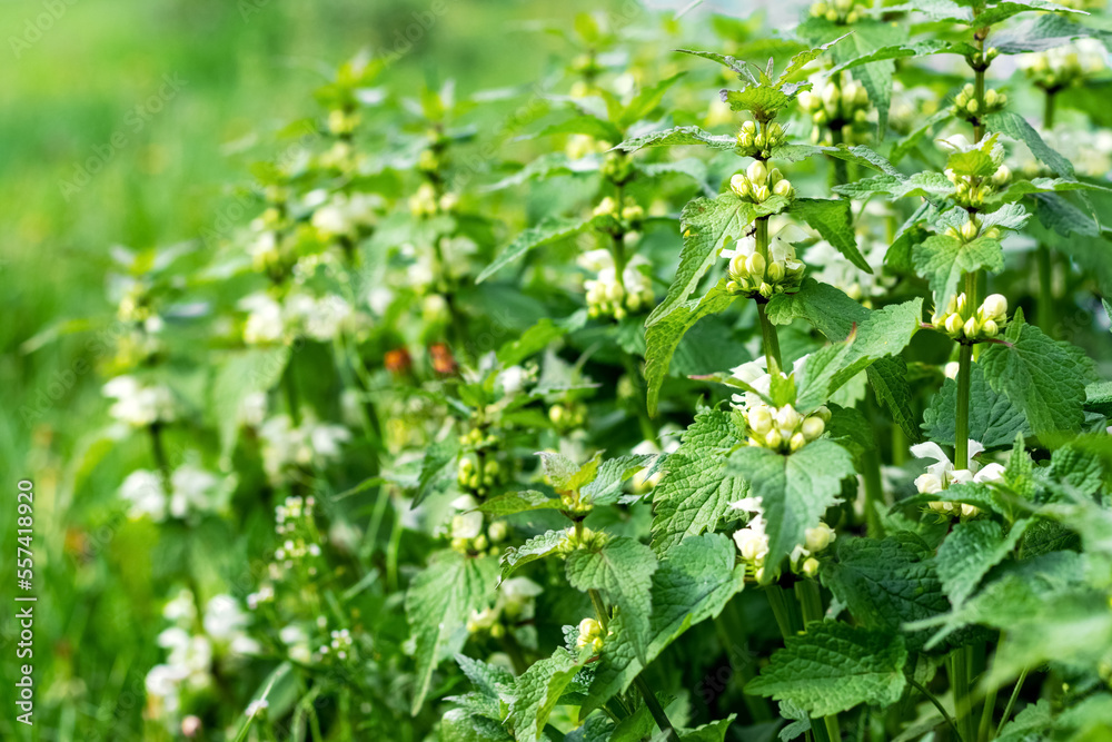 Dense thickets of nettle during her flowering Dense thickets of nettle during her flowering
