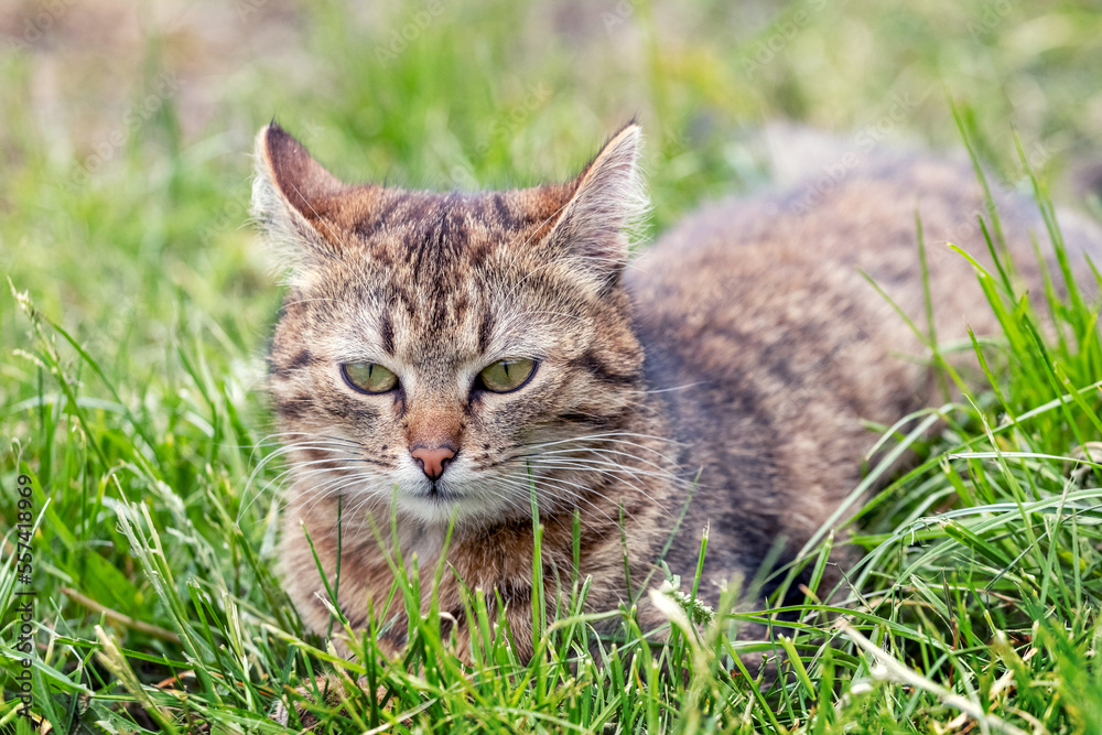 A tabby cat lies in the garden in the green grass