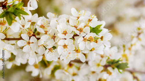 Cherry plum blossoms. A cherry plum branch with white flowers on a sunny day in warm colors