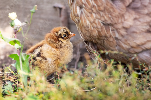 A baby chick near its mother hen outdoors
