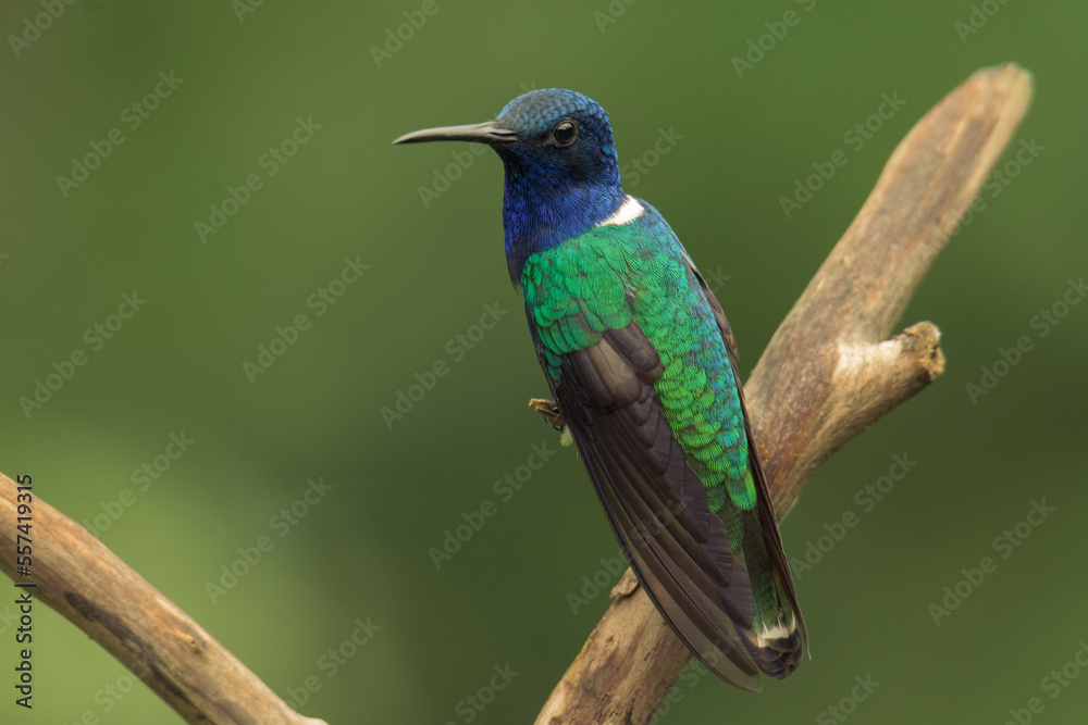 Colorful hummingbird of the andes.
White-necked jacobin (Florisuga mellivora) 
Common name in Latam: Colibrí collarejo

 - obrazy, fototapety, plakaty 