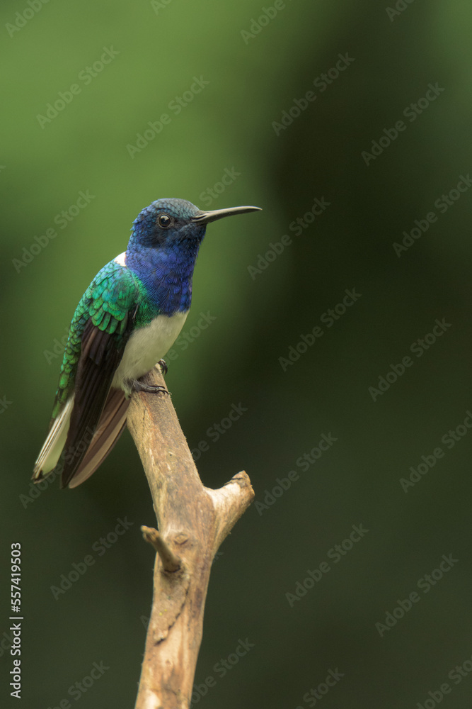 Fototapeta premium Colorful hummingbird of the andes. White-necked jacobin (Florisuga mellivora) Common name in Latam: Colibrí collarejo