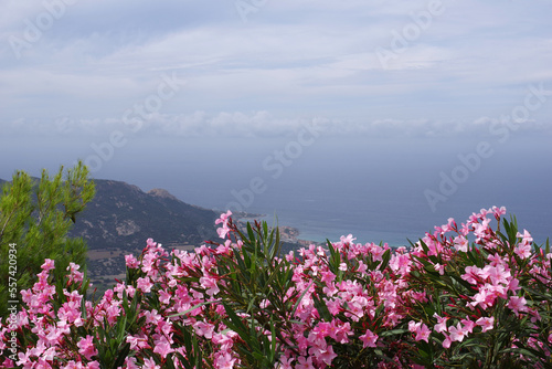 Fototapeta Naklejka Na Ścianę i Meble -  Massif de lauriers roses devant la Méditerranée