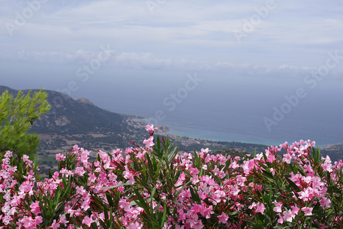 Fototapeta Naklejka Na Ścianę i Meble -  Massif de lauriers roses devant la Méditerranée
