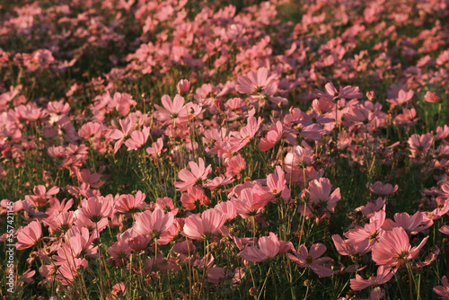 pink cosmos  flowers in the garden,spring flower in sunset