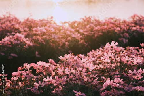 pink cosmos  flowers in the garden,spring flower in sunset background
