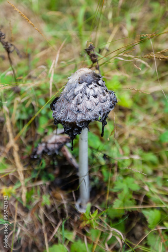 Lawyer's wig, or shaggy ink cap, (Coprinus comatus), mushroom in the forest, Pyrenees, Spain photo