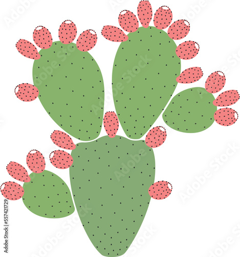 Prickly pear cactus. Isolated prickly pear on white background