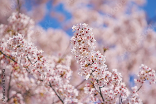 満開の桜と春の喜び