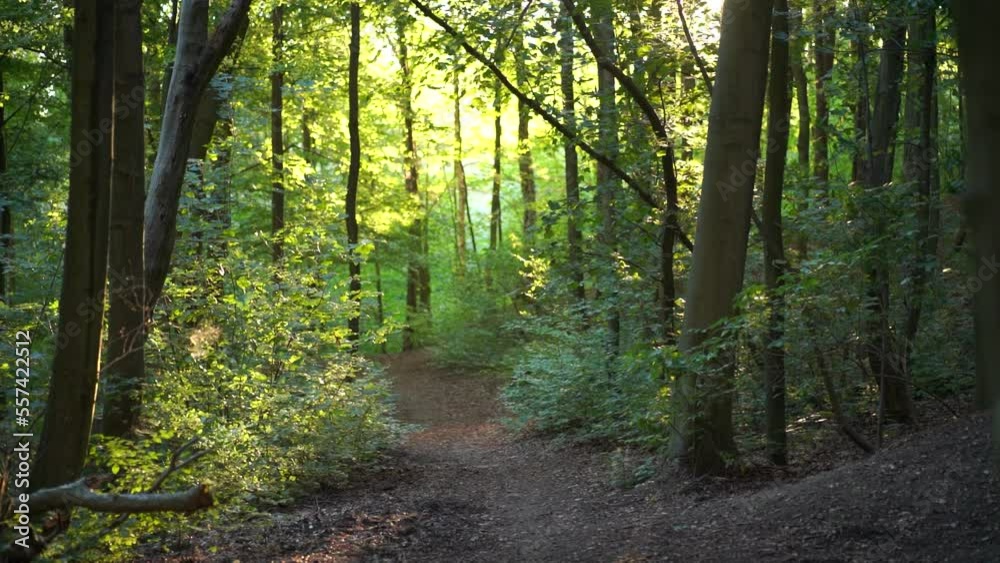 Sunny forest details in the evening. Concept of spending time outdoors. Trees in the woods slow motion video. Empty morning forest without people. Sunny forest details in the evening. Concept of spending time outdoors. Trees in the woods slow motion video. Empty morning forest without people.