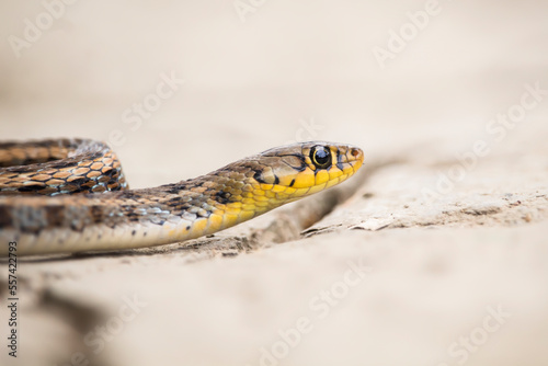 The buff striped keelback (Amphiesma stolatum) is a species of nonvenomous colubrid snake found across Asia photo